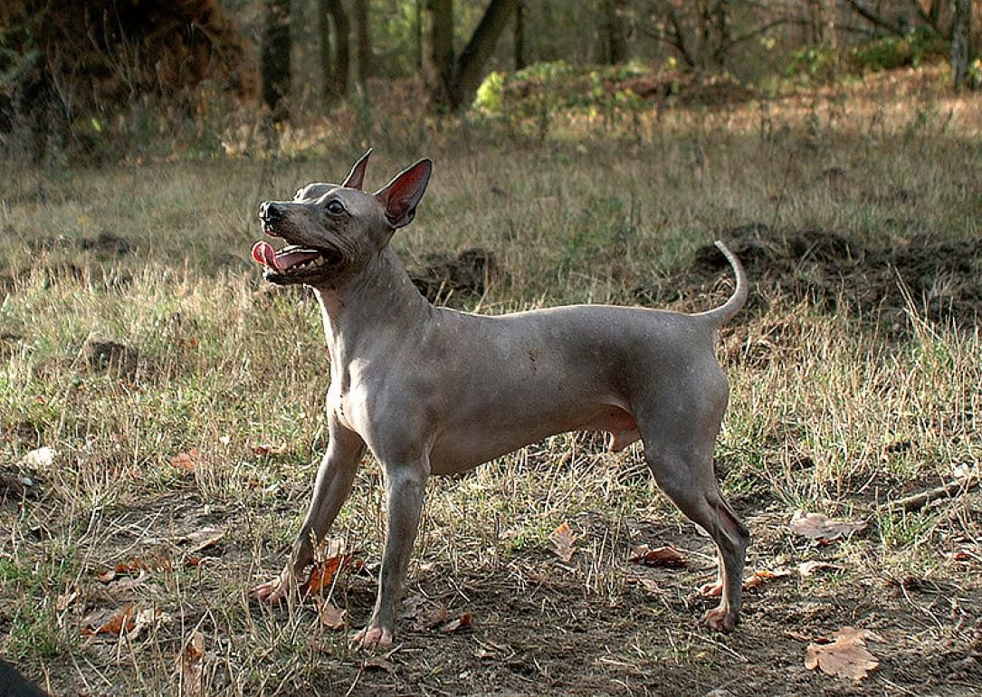 #29. American hairless terrier